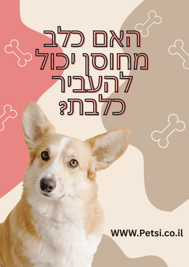 האם כלב מחוסן יכול להעביר כלבת?