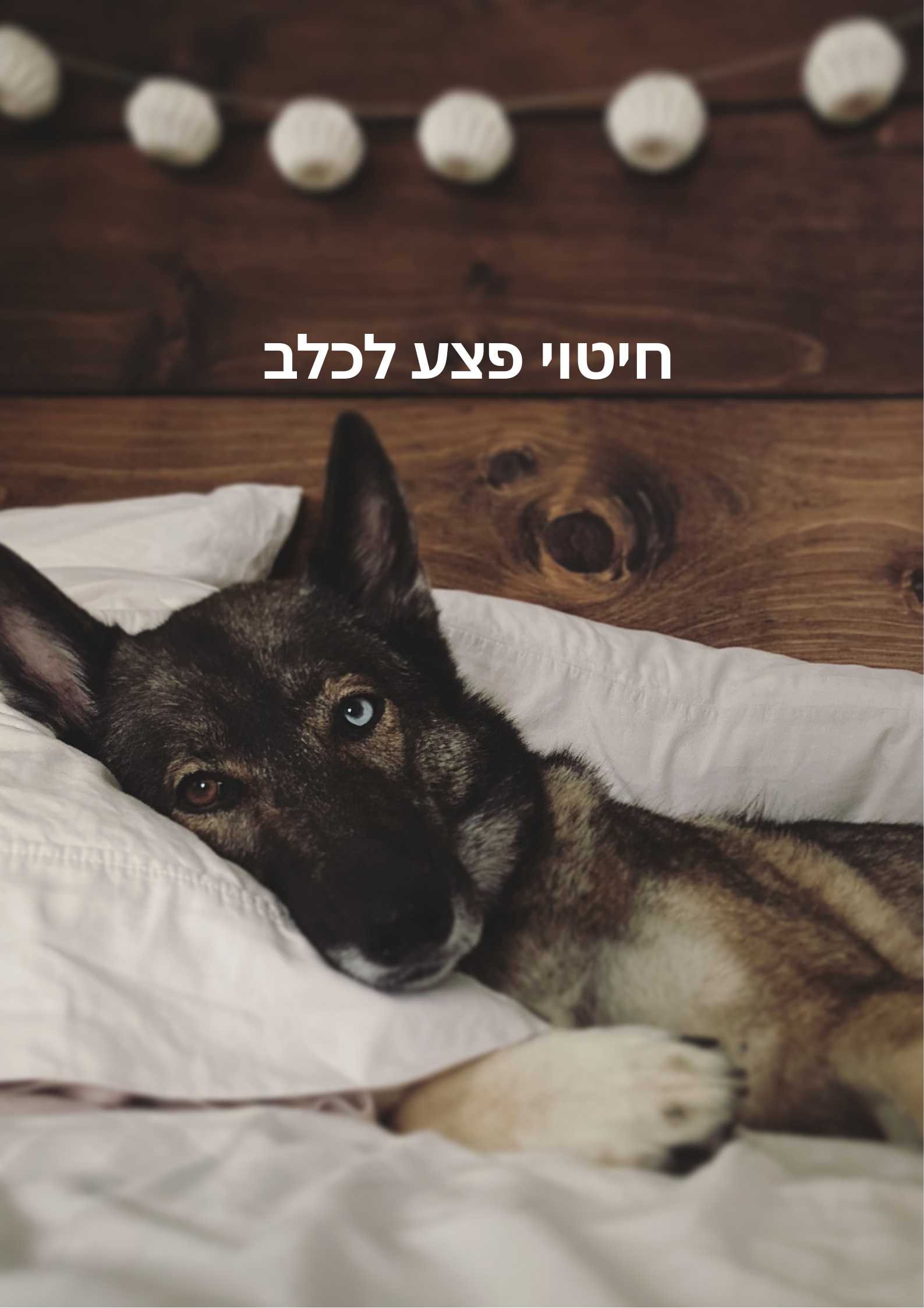 חיטוי פצע לכלב
