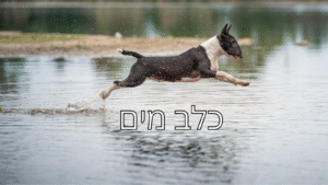 כלב מים