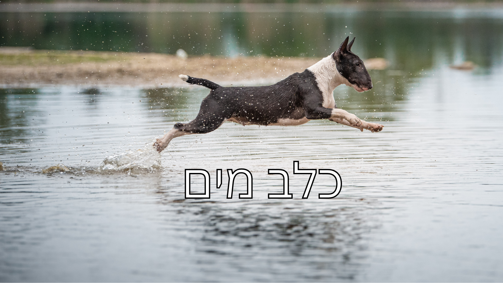 כלב מים