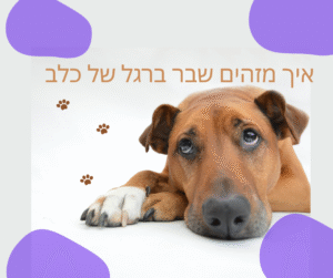 איך מזהים שבר ברגל של כלב