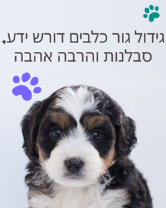 גור כלבים