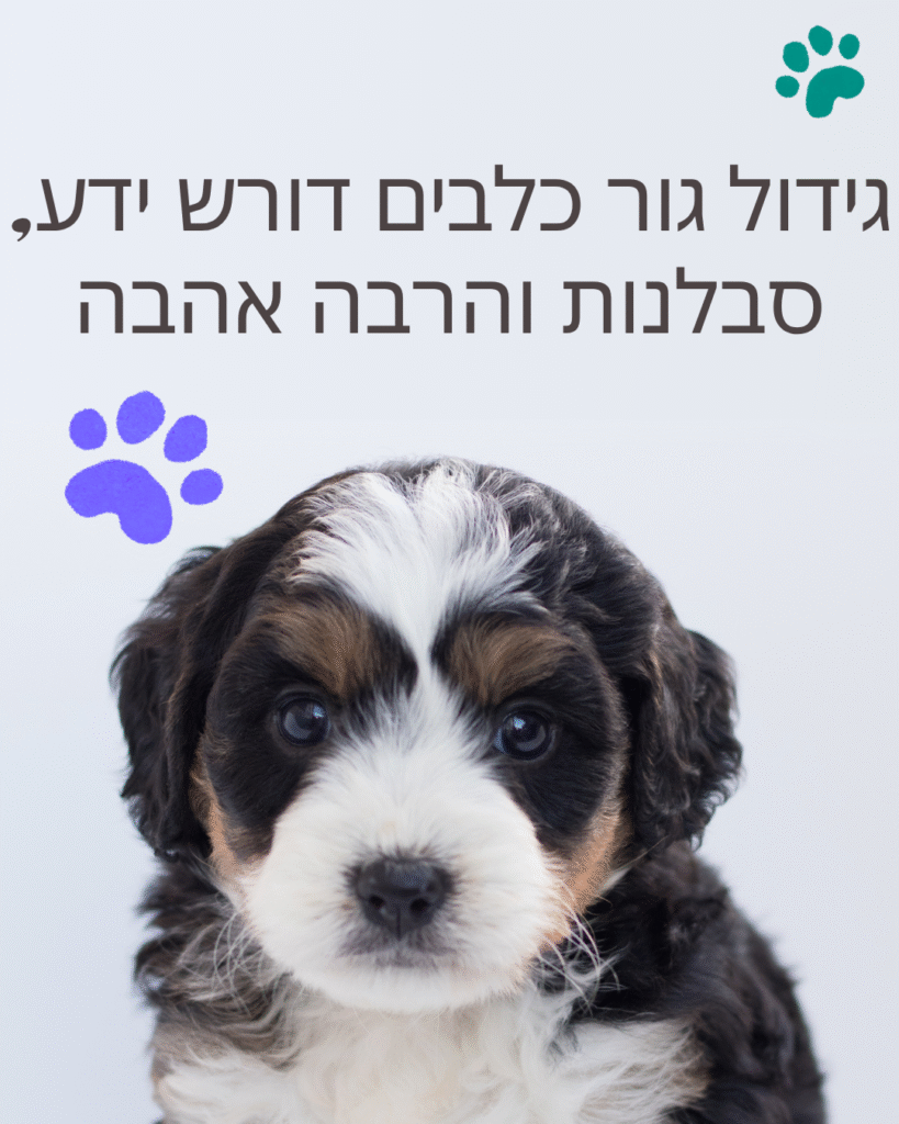 גור כלבים
