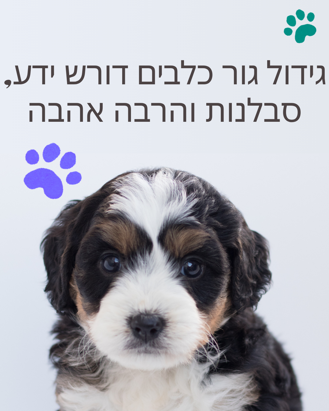 גור כלבים