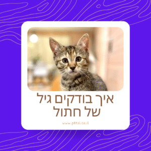 איך בודקים גיל של חתול