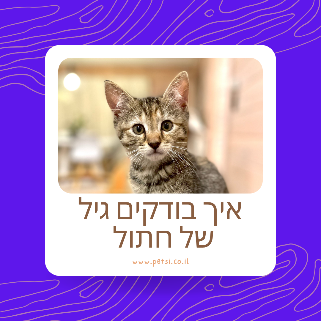 איך בודקים גיל של חתול