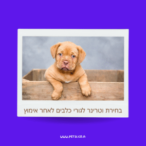 בחירת וטרינר לגורי כלבים לאחר אימוץ