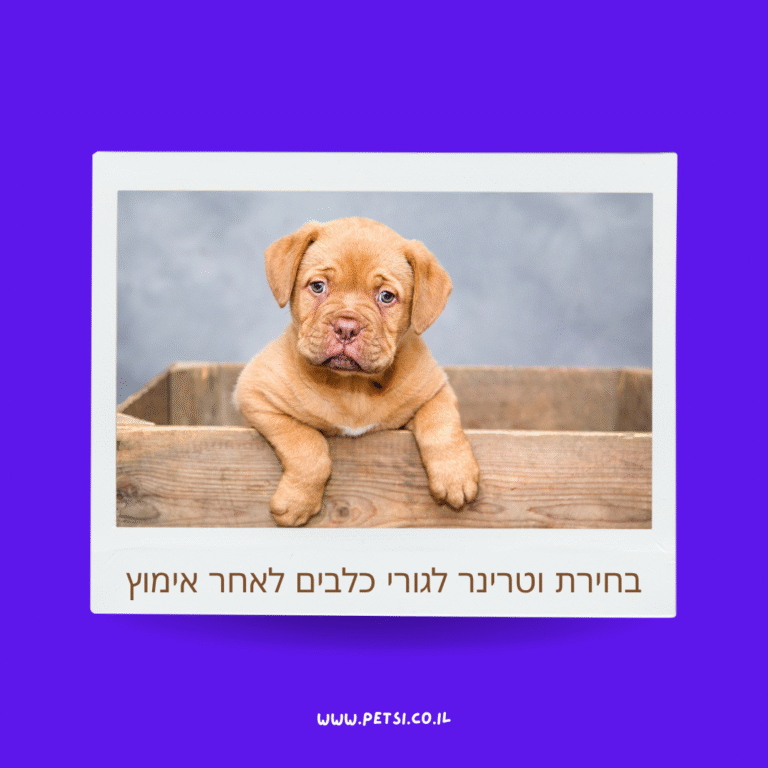 בחירת וטרינר לגורי כלבים לאחר אימוץ