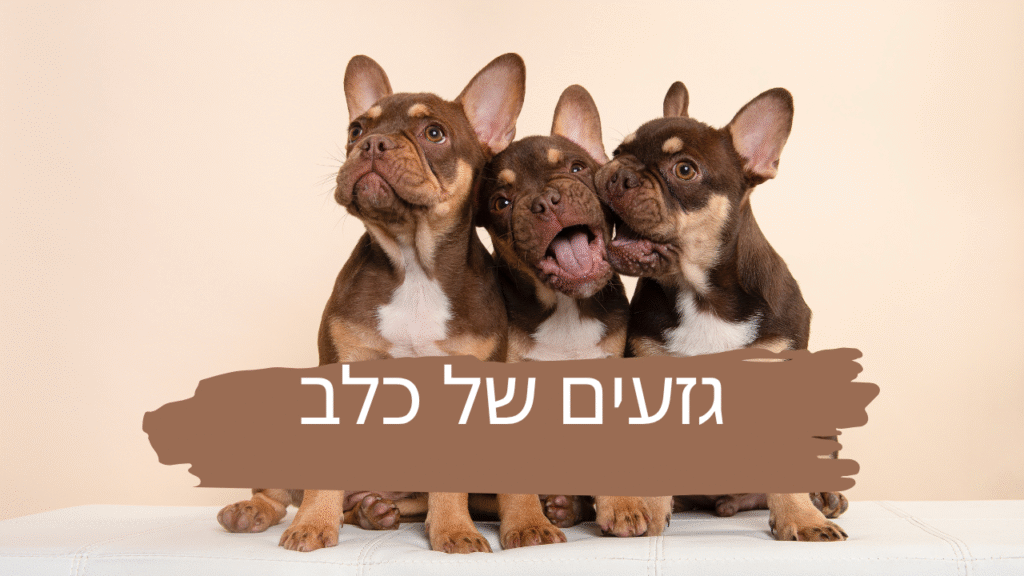 גזעים של כלב