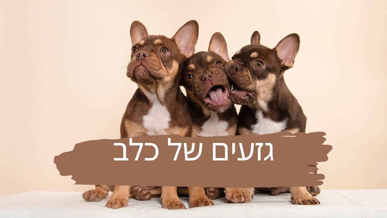 גזעים של כלב