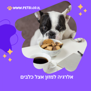אלרגיה למזון אצל כלבים
