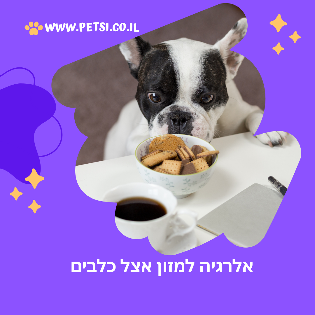 אלרגיה למזון אצל כלבים