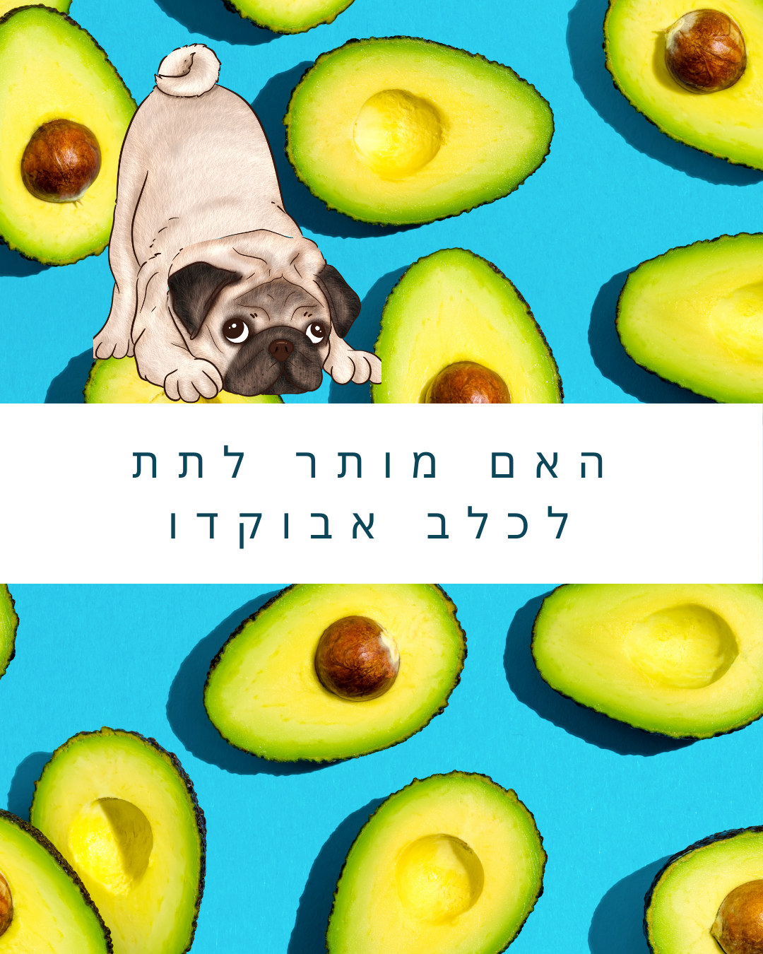 אבוקדו לכלב