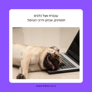 עכברת