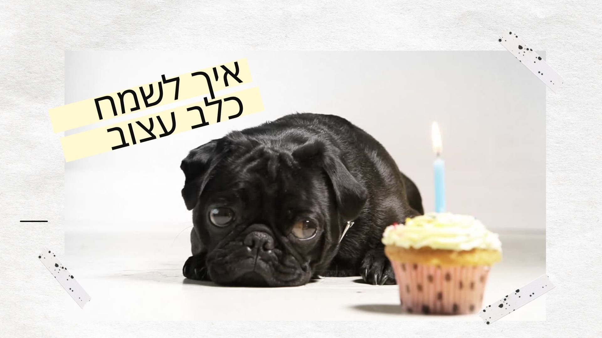 איך לשמח כלב עצוב