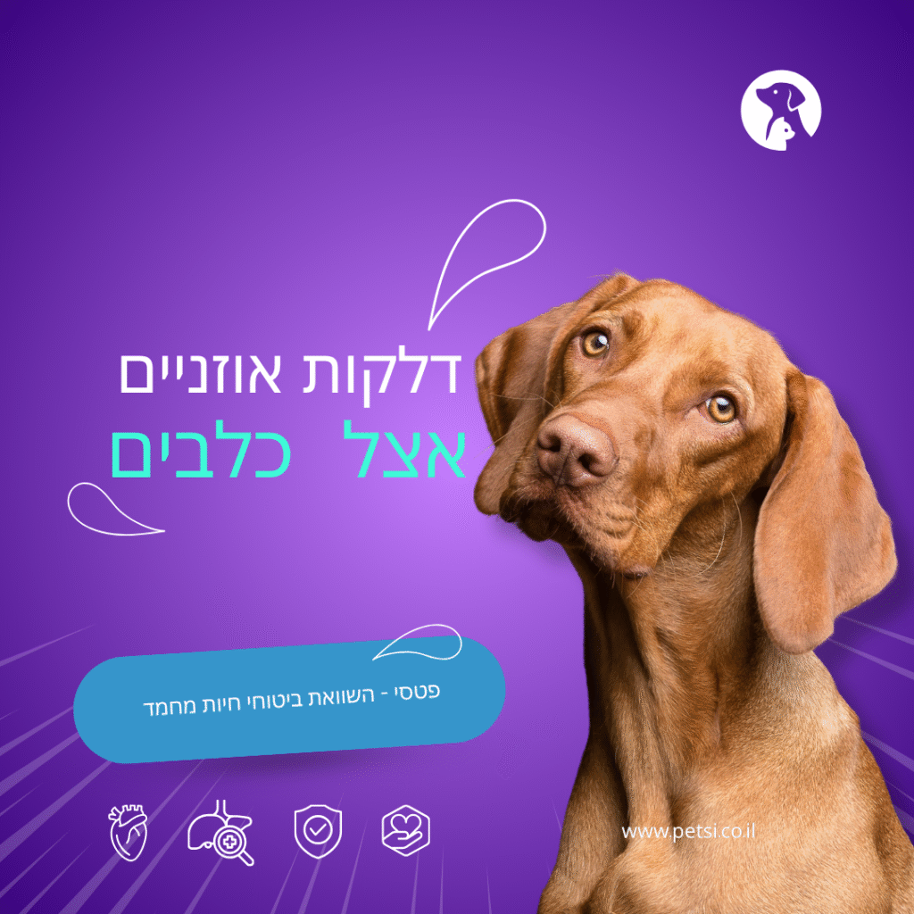 דלקות אוזניים אצל כלבים