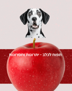 תפוח לכלב