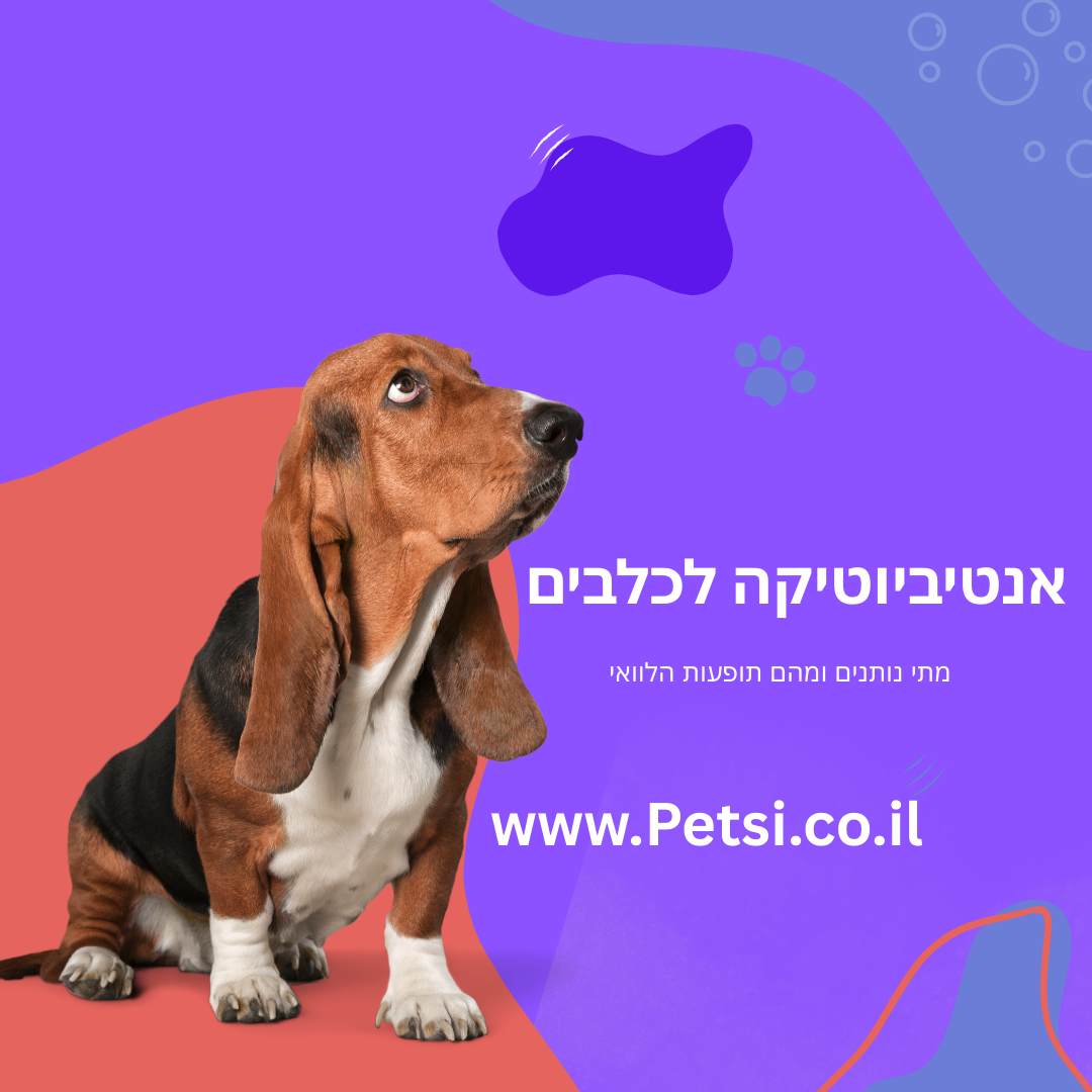 אנטיביוטיקה לכלבים