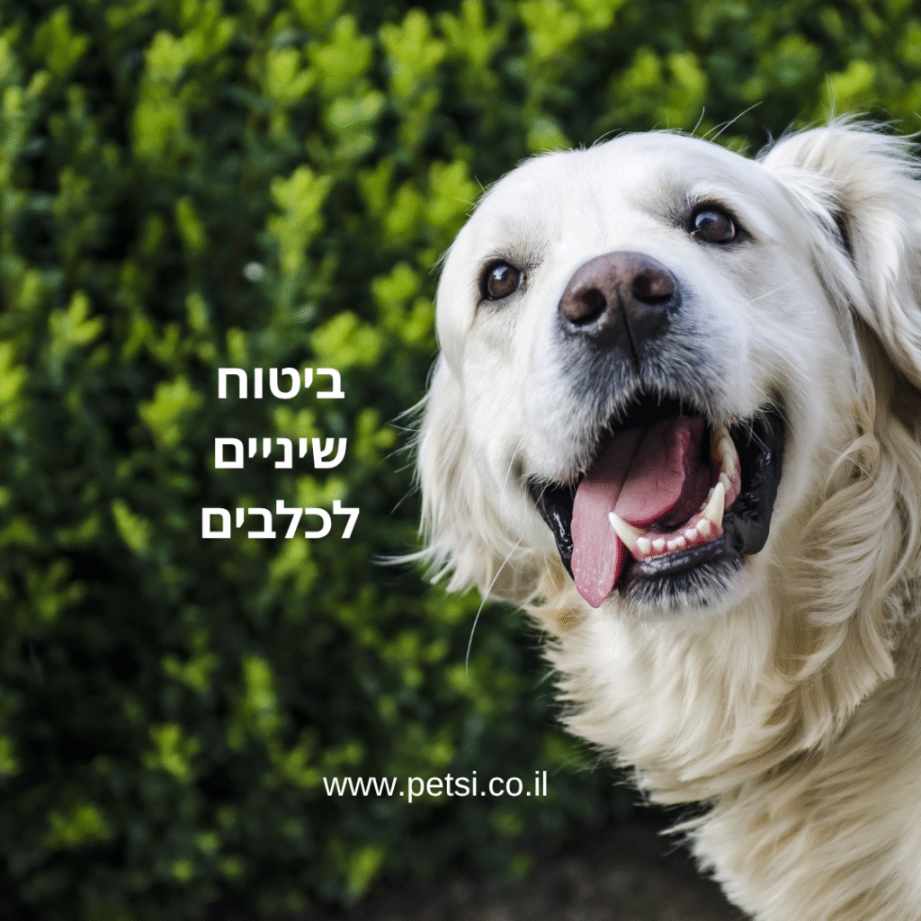 ביטוח שיניים לכלבים