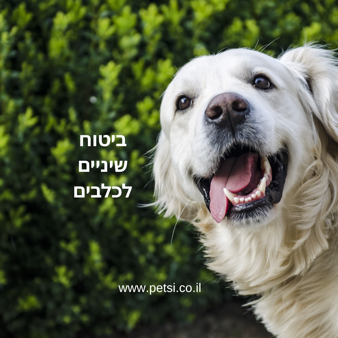 ביטוח שיניים לכלבים