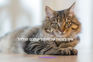 איך לזהות שהחתול שלכם חולה