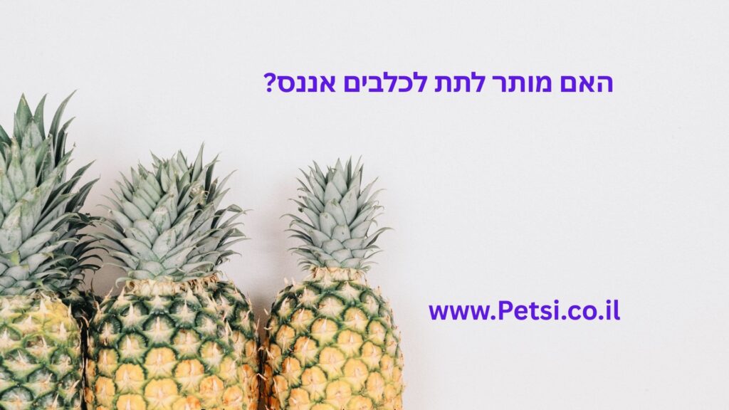 אננס לכלבים
