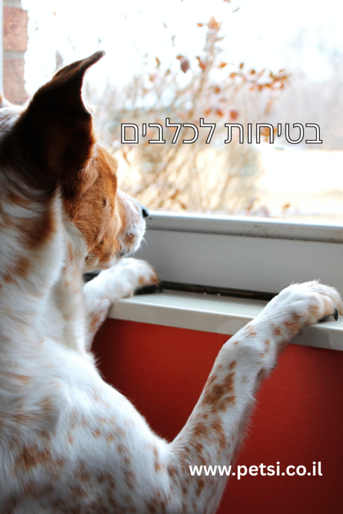 בטיחות לכלבים