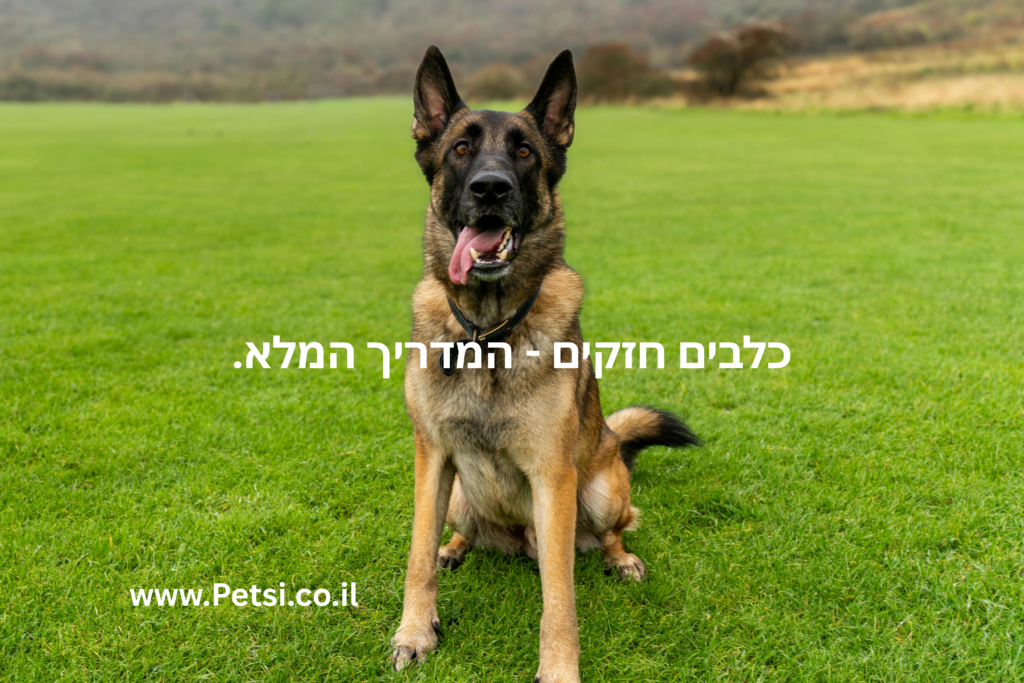 כלבים חזקים - המדריך המלא.