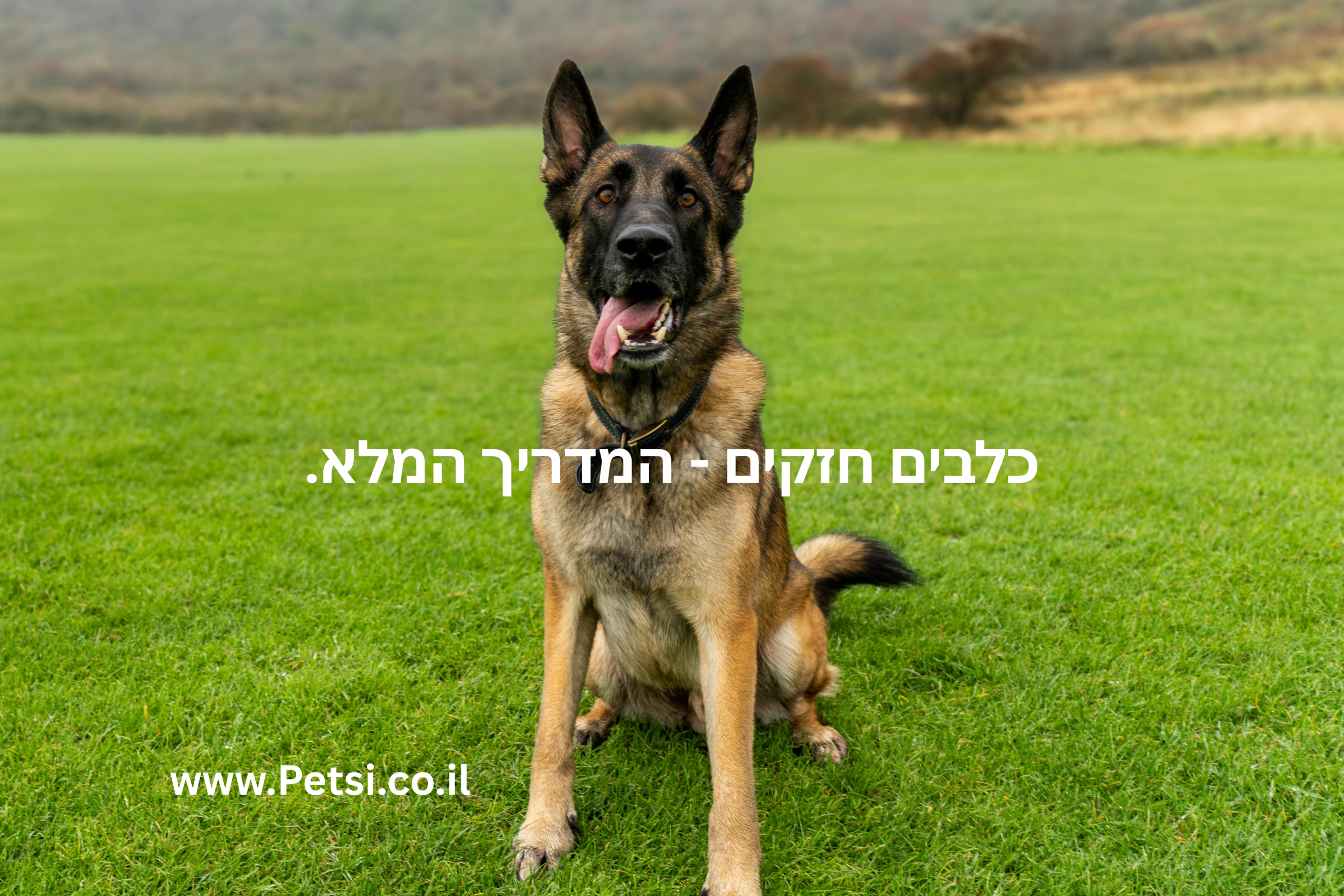 כלבים חזקים - המדריך המלא.