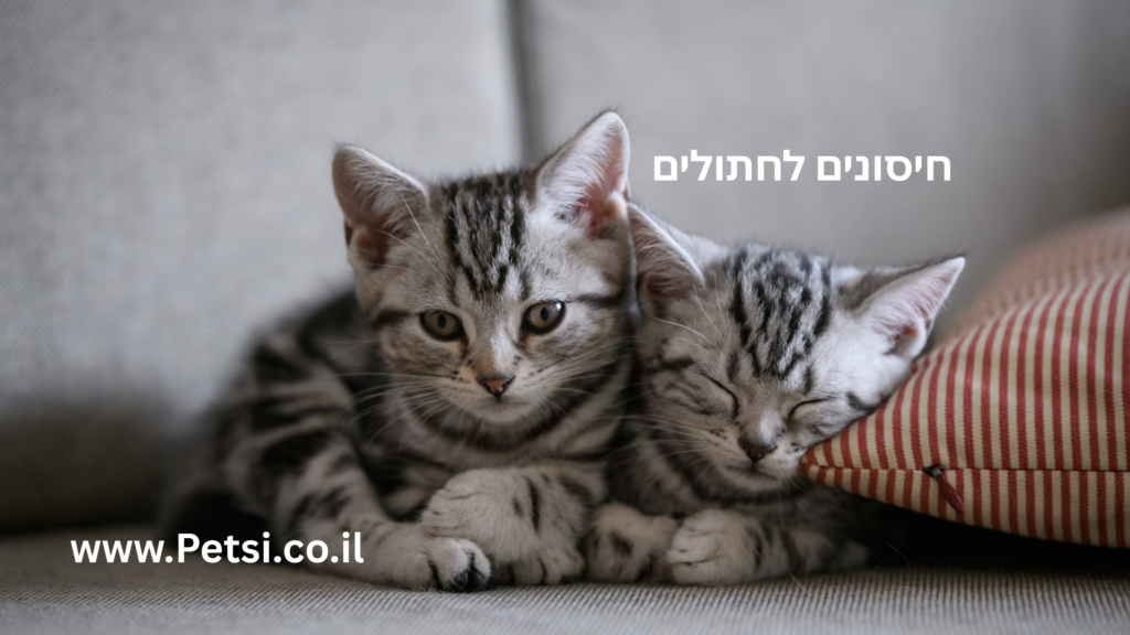 חיסונים לחתולים⁩