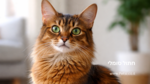 חתול סומלי
