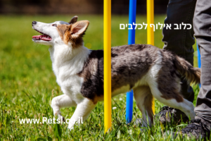 כלוב אילוף לכלבים