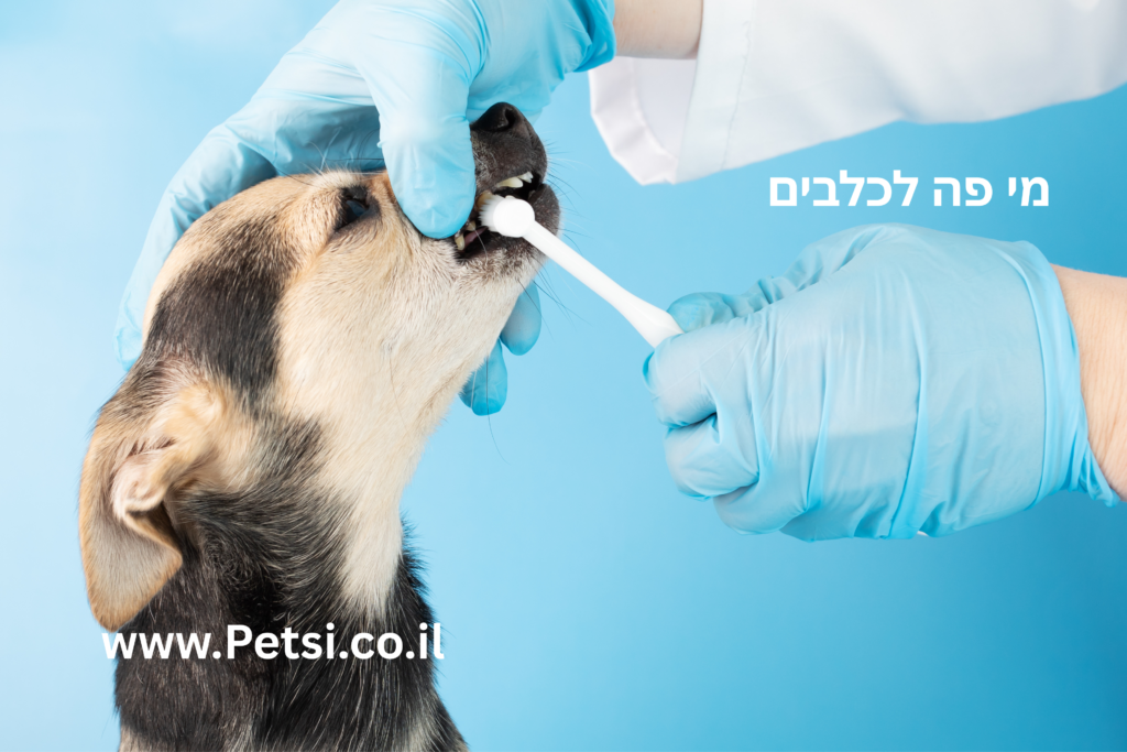 מי פה לכלבים