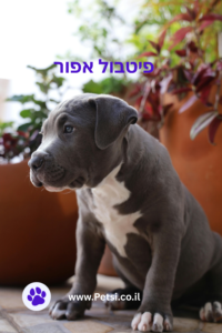 פיטבול אפור