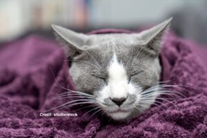 כלבים וחתולים בחורף