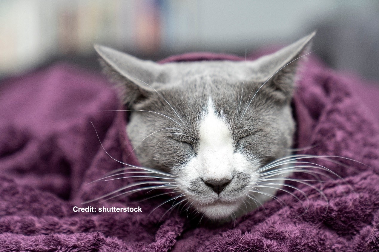 כלבים וחתולים בחורף