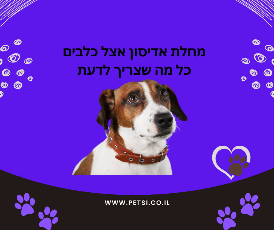 מחלת אדיסון אצל כלבים