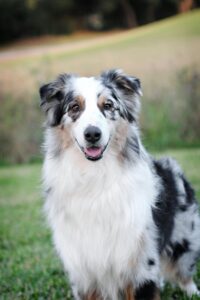 רועה אוסטרלי