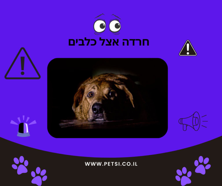 חרדה אצל כלבים