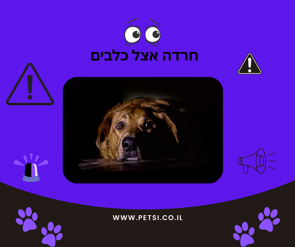 חרדה אצל כלבים