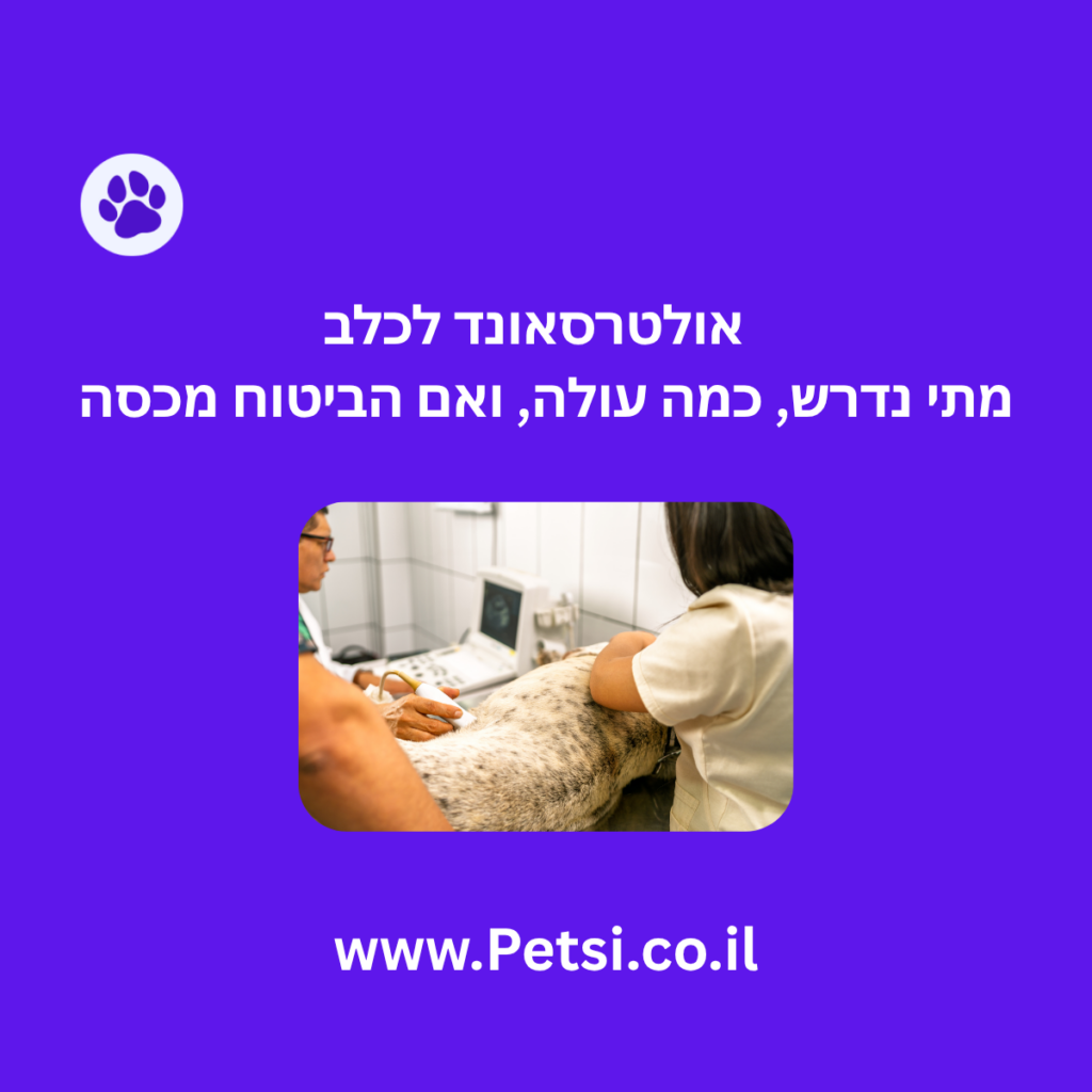 אולטרסאונד לכלב
