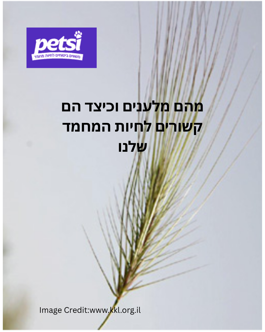 מלענים כלבים