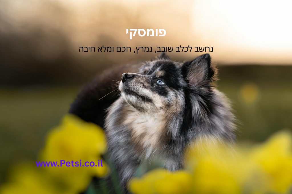 פומסקי
