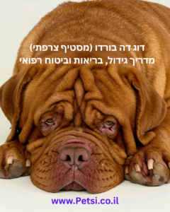 דוג דה בורדו (מסטיף צרפתי) מדריך גידול, בריאות וביטוח רפואי