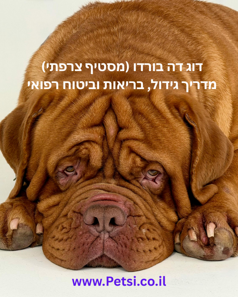 דוג דה בורדו (מסטיף צרפתי) מדריך גידול, בריאות וביטוח רפואי