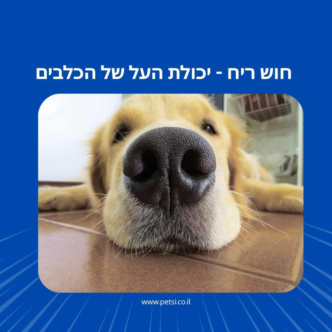 חוש ריח כלבים - יכולת העל של הכלבים