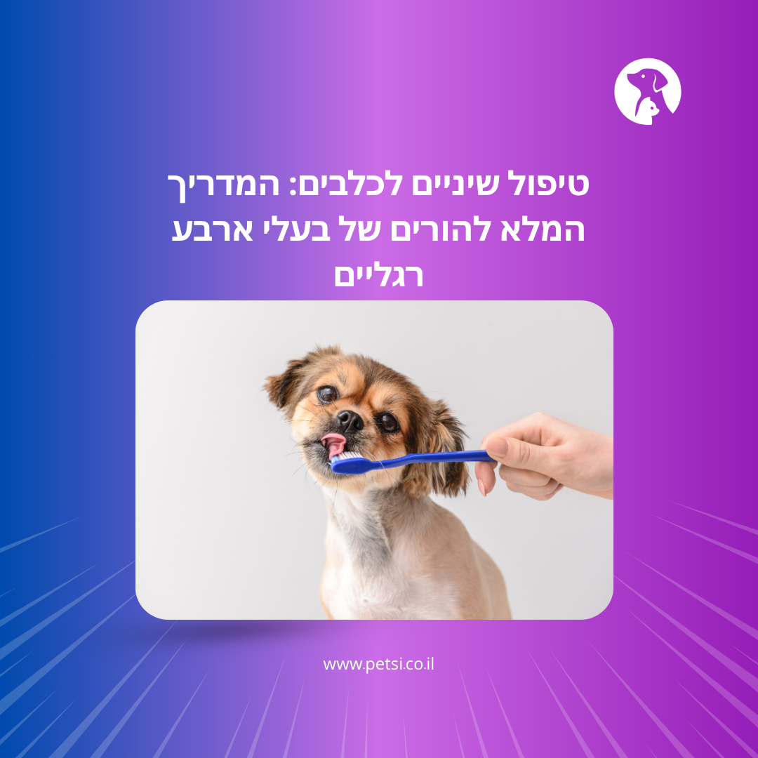 טיפול שיניים לכלבים: המדריך המלא להורים של בעלי ארבע רגליים