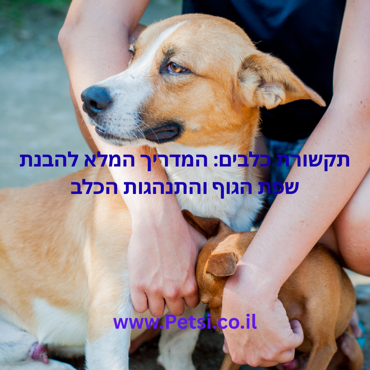 תקשורת כלבים