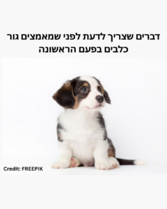 דברים שצריך לדעת לפני שמאמצים גור כלבים בפעם הראשונה