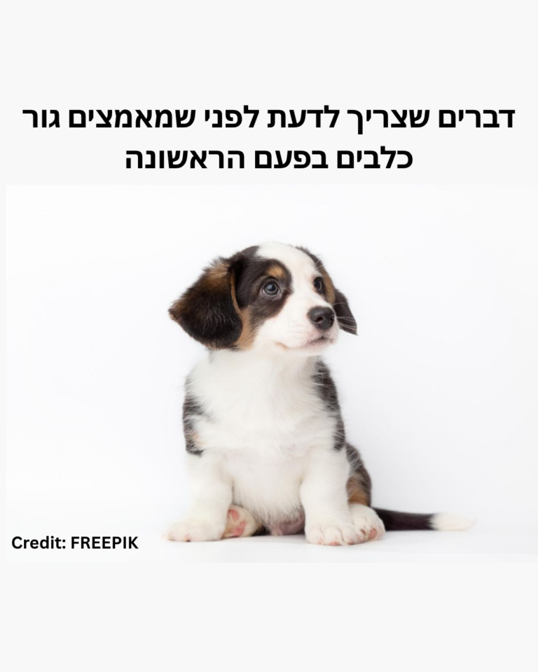 דברים שצריך לדעת לפני שמאמצים גור כלבים בפעם הראשונה
